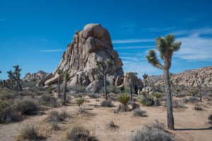 Joshua Tree During The Day